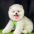 Pomeranian boo teddy bear ayi surat yavrularımız